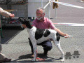 Pedigree DENVER DES GABELINES Pedigree DENVER DES GABELINES